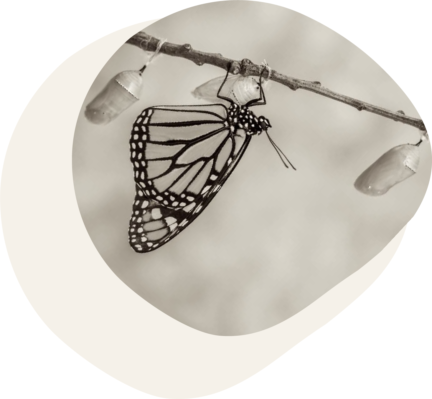 Schmetterling als Sinnbild für Entfaltung